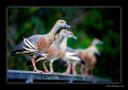 bird2.jpg