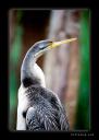 bird3.jpg