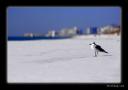 bird4.jpg