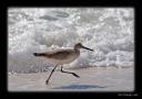 bird5.jpg