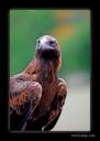 bird6.jpg