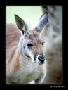 kanga1.jpg