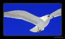 kmcbird2.jpg