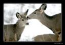 kmcdeer1.jpg
