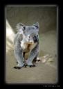 koalapromo14oct06.jpg