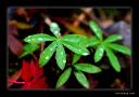 leaf1.jpg
